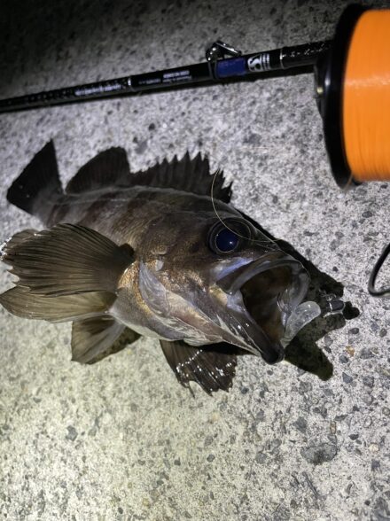 先週のメバル調査🎣