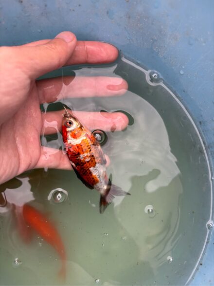 老舗釣り堀で金魚釣り