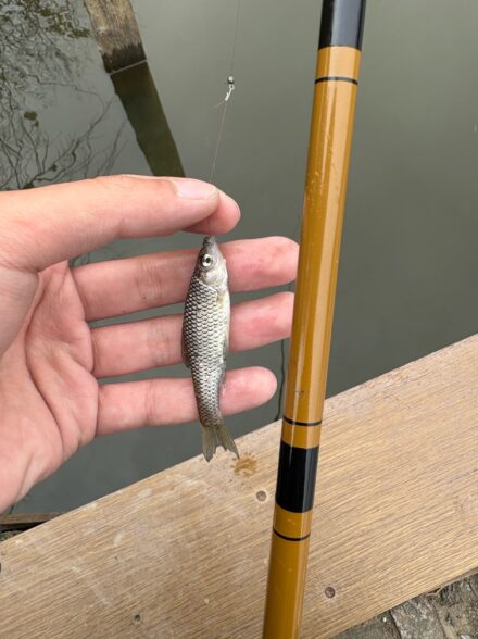 初場所でバスを狙う