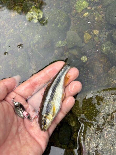 チャビング 〜地元河川ももうそろそろか〜