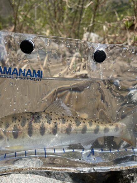 荘川のサクラを求めて
