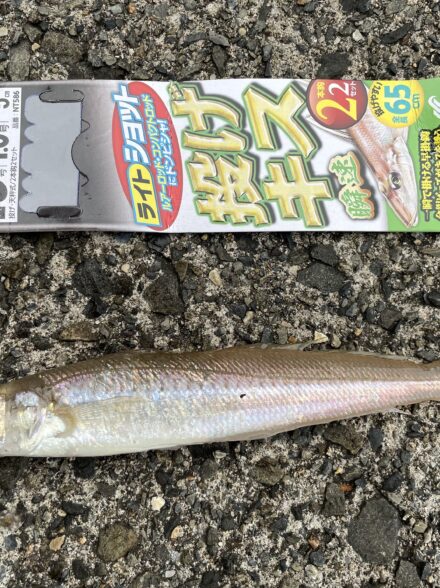 福井キス釣り開幕です🤩