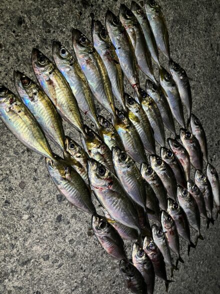 三重でアジング🎣