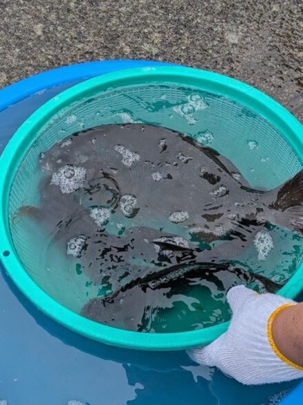 静岡県南伊豆　妻良　磯ふかせ釣り