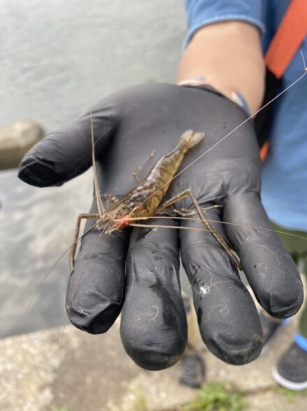 多摩川　手長エビ探し🦞