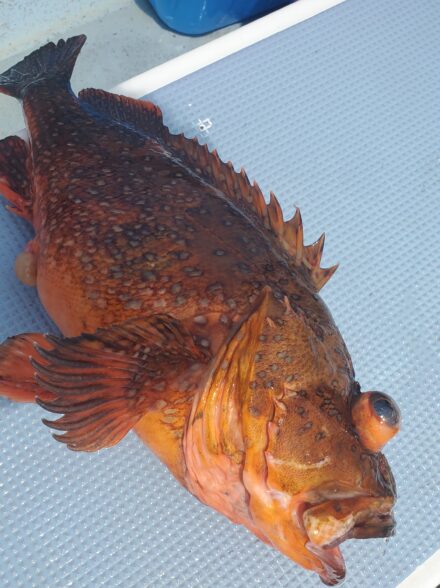 萬栄丸　イシナギ&根魚五目