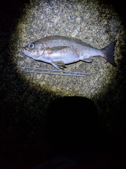 神津島2泊3日　～2日目～