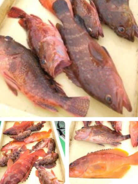 キロ超えのキジハタを目指して・⑤！！ 〜カタクチイワシの泳がせで狙うハタ・カサゴ〜