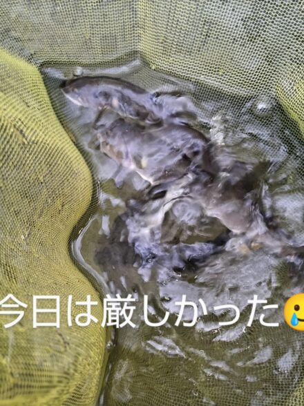 鮎解禁♪有田川花園2日目