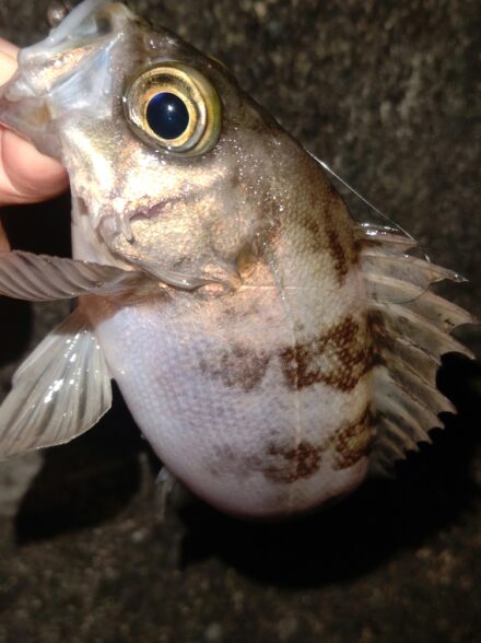 自作！？パックロッドでほぼ遠征釣行！①