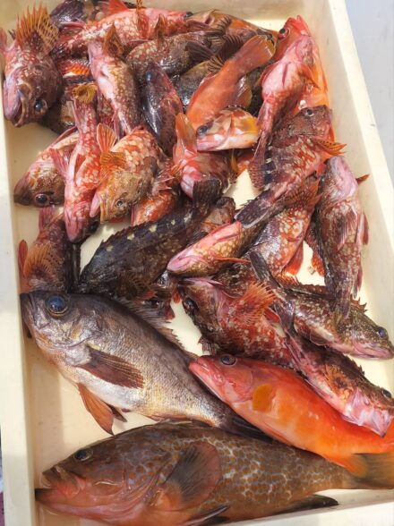 巨大キジハタを狙え・②！！ 〜相模湾はカタクチイワシの接岸で激アツ！！〜