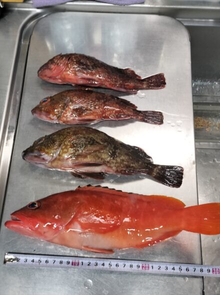 巨大キジハタを狙え・③！！ 〜相模湾はカタクチイワシの接岸で激アツ！？〜
