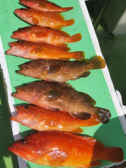 キロ超えのキジハタを釣りたい！！④ 〜カタクチイワシの泳がせで狙うハタ・カサゴ〜