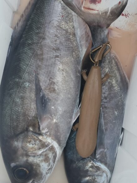 平塚出船の近場中深海釣りでメダイが好調！！