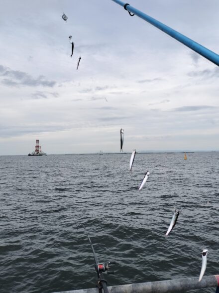 5月の本牧海釣り調査✨