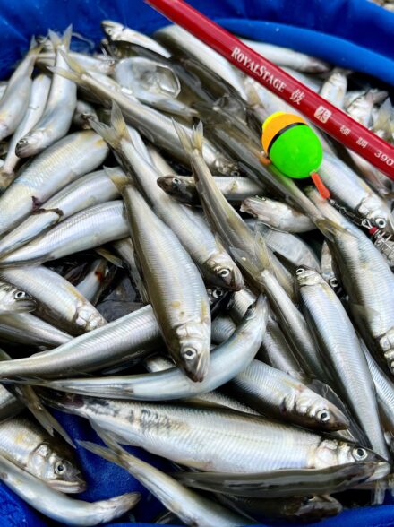 いよいよ開幕！湖畔でたのしむ小鮎釣り🎣
