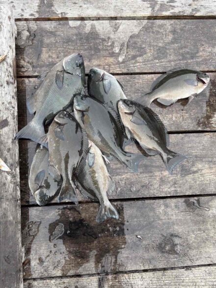 三重県　やままる渡船　磯グレ釣行