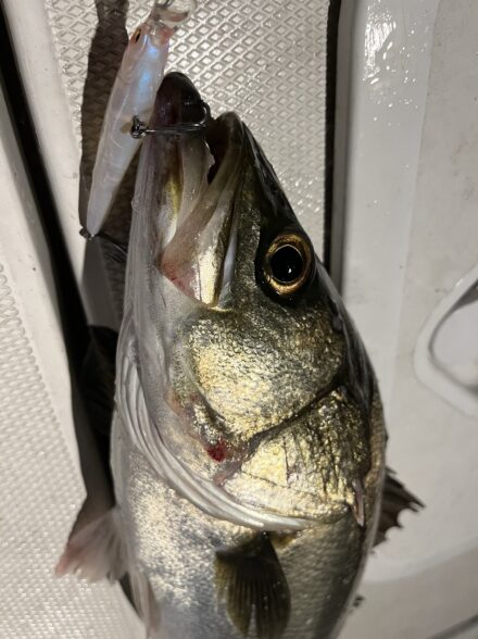 難易度MAX偏食シーバス