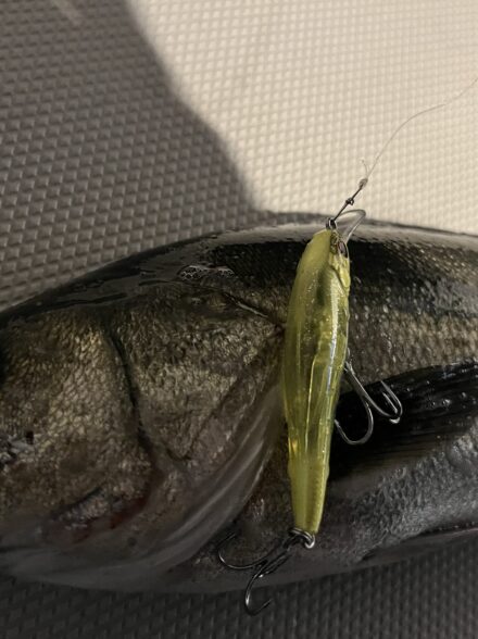 ナイトじゃなくてデイに行きましょう（戒め）