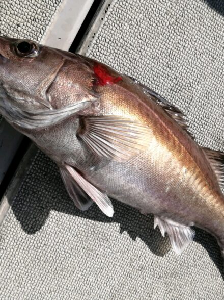 日本海ディープタイラバ釣行