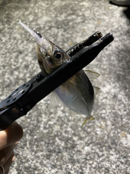 バチ抜けアジング🎣