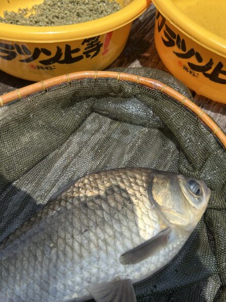 気軽にヘラブナ釣行