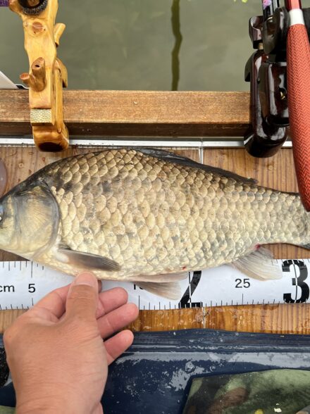 ダムヘラブナ釣り