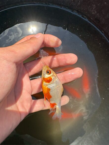 寿々木園 金魚＆コイ釣り
