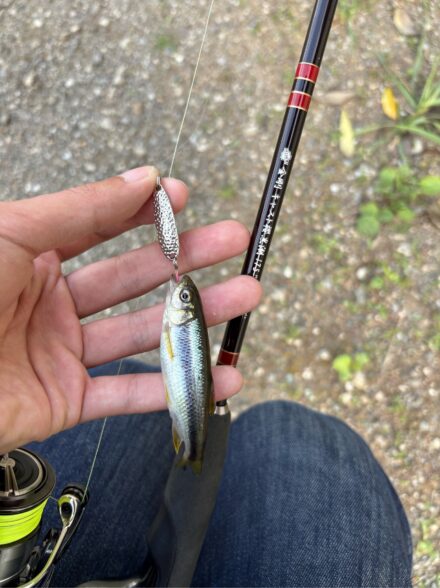 短時間でカワムツ釣り
