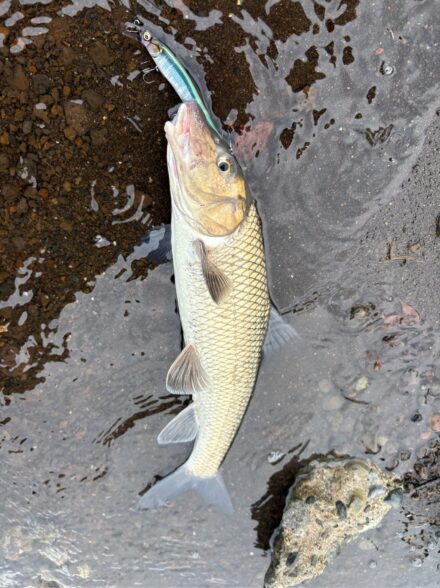 山中湖のニゴイ釣り