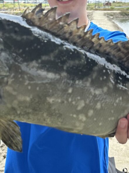 海外の怪魚グルーパー