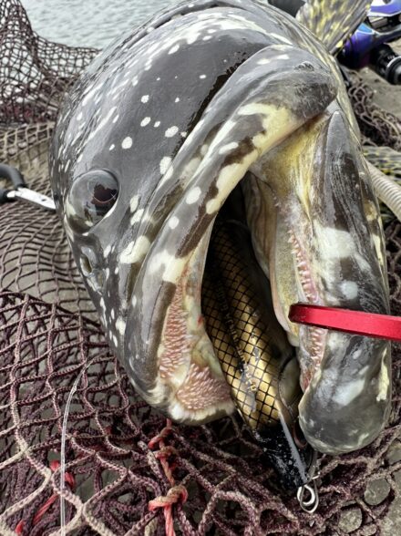 海外の怪魚グルーパー釣行2日目