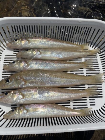 福井キス釣り
