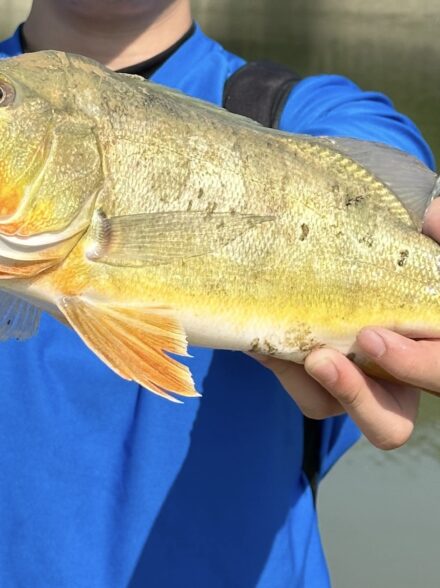 南米のMassive Fishingピーコックバス