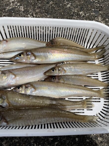 福井キス釣り