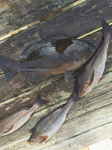 千葉県白浜市　沖磯　ふかせ釣り