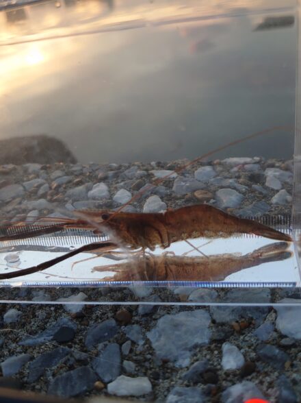 BIGなテナガエビを求めて