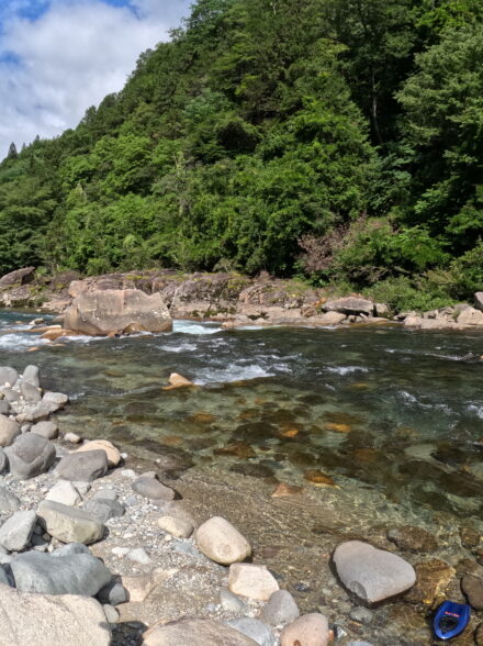 熊谷 鮎の友釣り 25/05/28