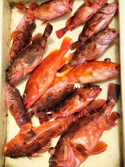 キロ超えのキジハタを目指して・⑥！！ 〜カタクチイワシの泳がせで狙うハタ・カサゴ〜