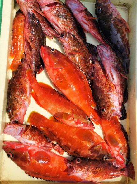 キロ超えのキジハタを目指して・⑧！！ 〜カタクチイワシの泳がせで狙うハタ・カサゴ〜