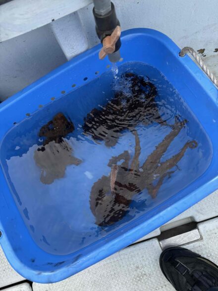 明石　タコ釣り　ジャックポット