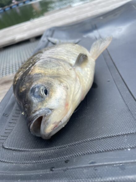 激アツ？ヘラブナ釣行