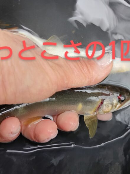 ダイワ鮎マスターズ2025美山川予選♪