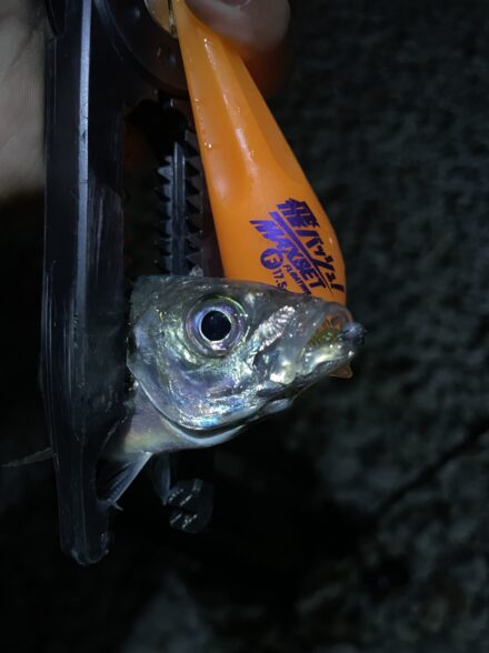 泉南フロートゲーム🎣