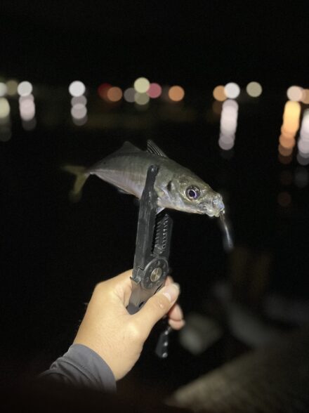 小島養魚場でナイターアジング🎣