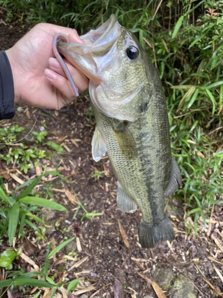 久しぶりのバス釣り🎣