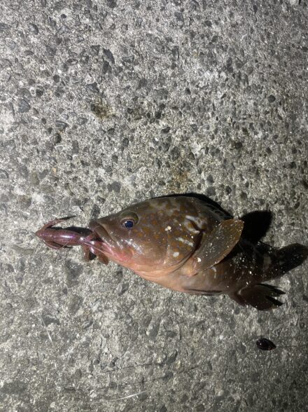 とりあえず何か釣りたかった！