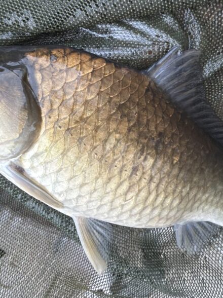 雨のヘラブナ釣り