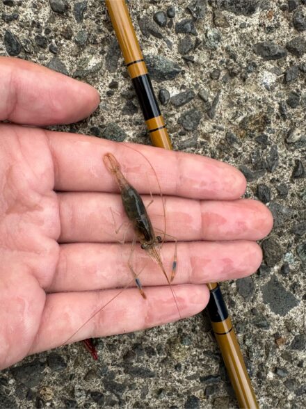 相模川のテナガエビ釣り 〜エビが小さい〜