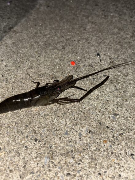 江戸前の小物釣り